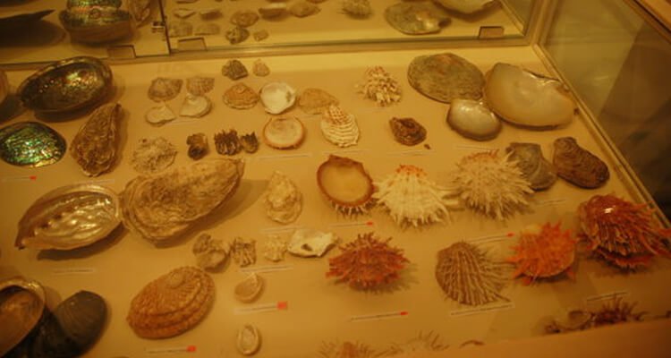 alice-garg-national-seashells-museum-jaipur-tourism-entry-fee
