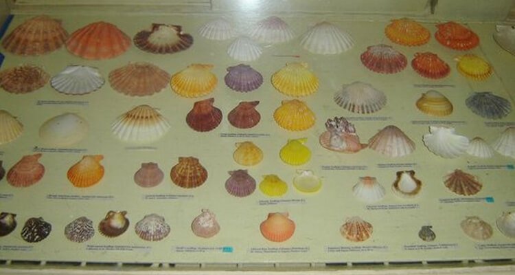 alice-garg-national-seashells-museum-jaipur-tourism-entry-ticket-price