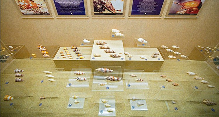 alice-garg-national-seashells-museum-jaipur-tourism-opening-time-closing