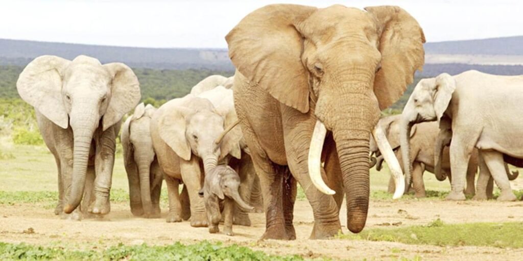 elefun-jaipur-entry-fee-timings-holidays-reviews-header