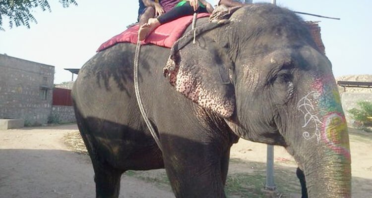 elefun-jaipur-tourism-entry-fee