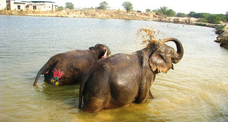 elefun-jaipur-tourism-entry-ticket-price