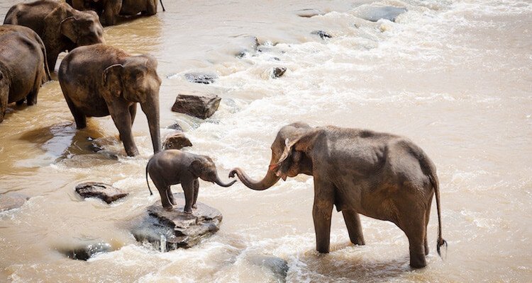 elefun-jaipur-tourism-history