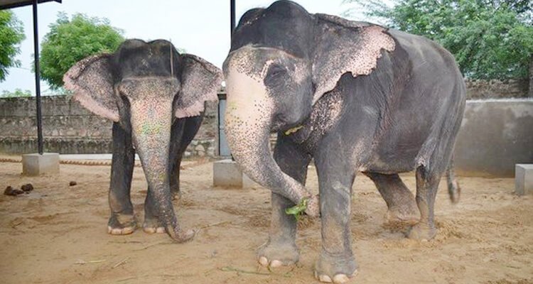 elefun-jaipur-tourism-holidays-closed-on-timings