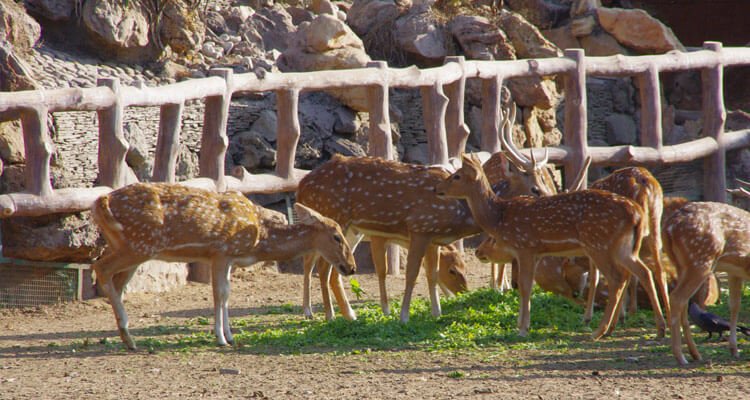 jaipur-zoo-tourism-entry-fee
