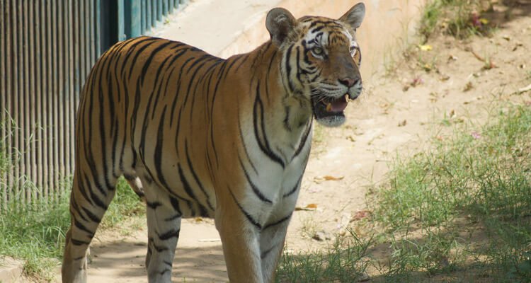 jaipur-zoo-tourism-entry-ticket-price