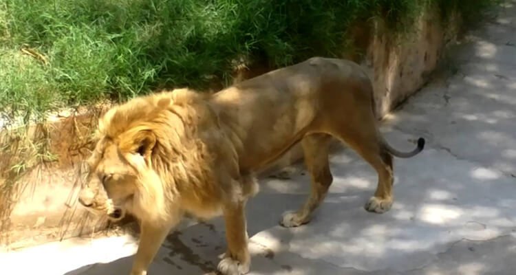 jaipur-zoo-tourism-holidays-closed-on-timings